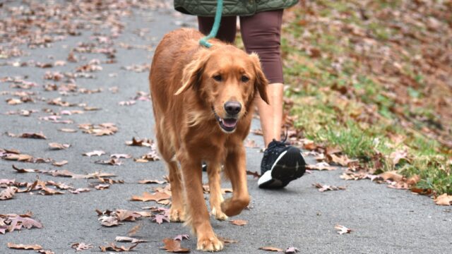 rules-for-walking-your-dog-1117437-01-9e2d4548f974456db20e7c5abe1c3291